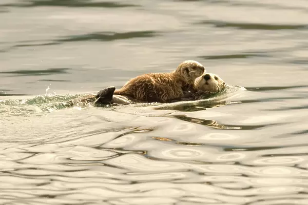 A mother sea otter swims on her back as her baby rests on her stomach in Alaskan waters