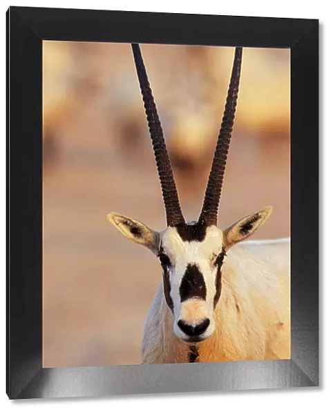 Arabian Oryx (Oryx leucoryx) on Sir Bani Yas Island, United Arab Emirates, April