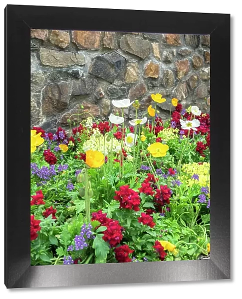 Longwood Gardens, Iceland Poppy, Kennett Square, Pennsylvania, USA