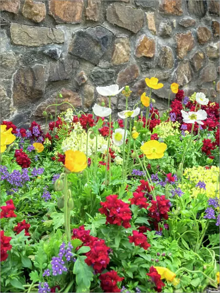 Longwood Gardens, Iceland Poppy, Kennett Square, Pennsylvania, USA