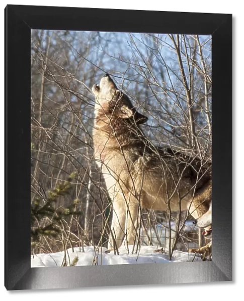 United States, Minnesota, Sandstone, Wolf Howling