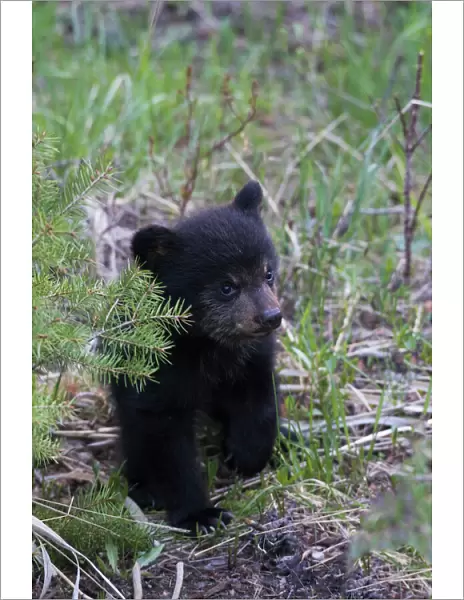 Black bear cub exploring