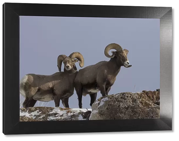 Rocky Mountain bighorn sheep rams