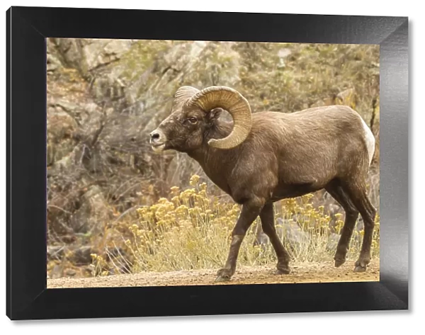 USA, Colorado, Waterton Canyon. Bighorn sheep ram close-up