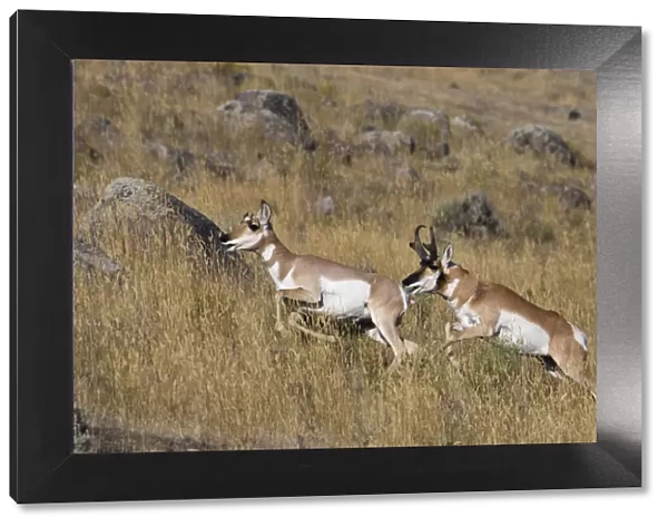 Pronghorn antelope buck chasing doe