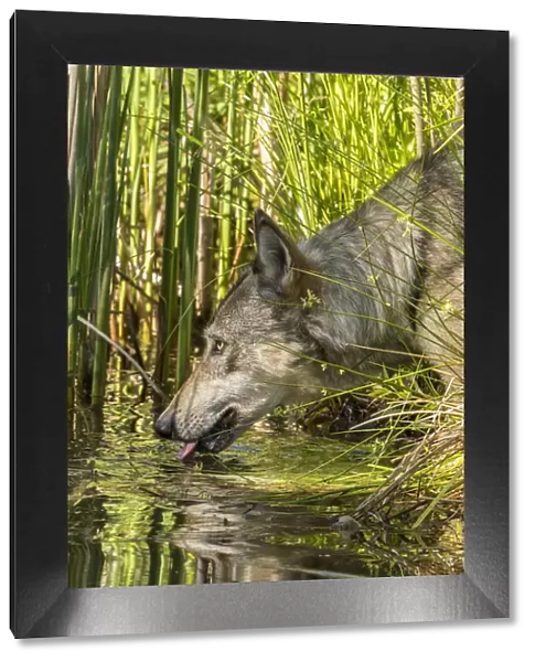 USA, Minnesota, Pine County. Captive gray wolf drinking