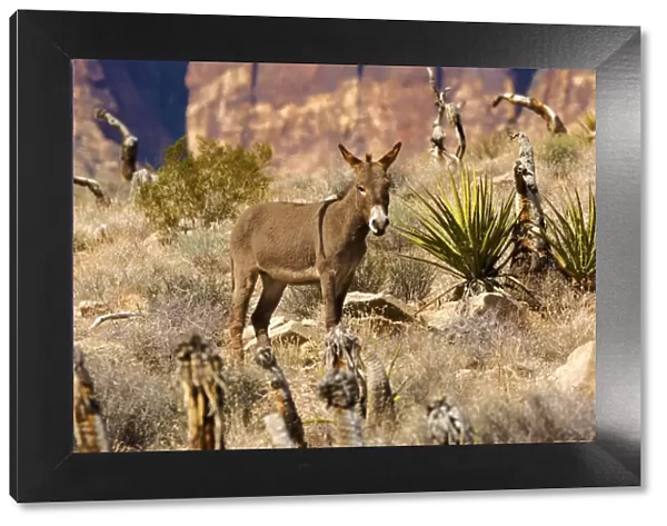 Wild burros, equus asinus, grazing, Red Rock Canyon, Nevada, USA