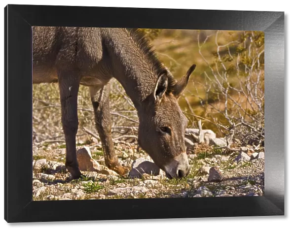 Wild burro, equus asinus, grazing, Red Rock Canyon, Nevada, USA