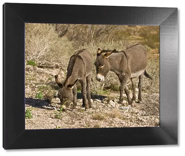 wild burros; grazing; Red Rock Canyon Area; Nevada; USA