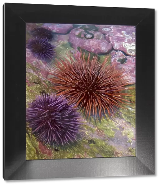 USA, Oregon, Newport. Sea urchins in a tide pool exhibit