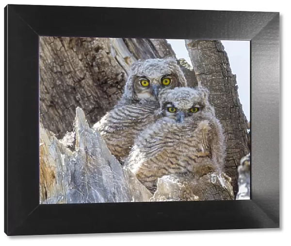 USA, Wyoming, Sublette County. Two Great Horned Owl chicks sitting on the edge of