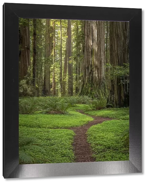 USA, California, Jedediah Smith Redwoods State Park