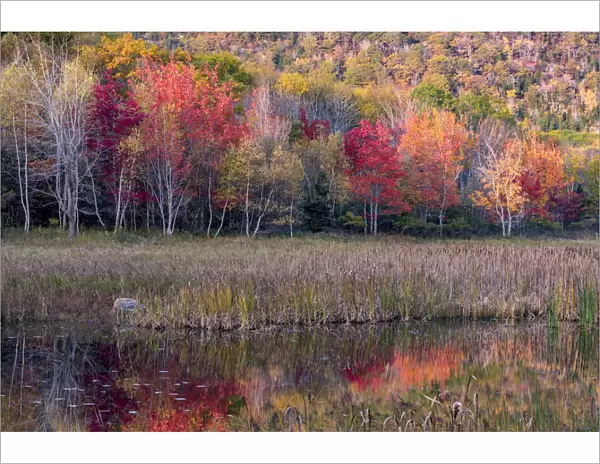 USA, Maine. Autumn foliage reflected in a pond, Acadia National Park