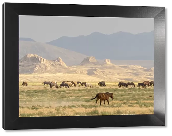 USA, Utah, Tooele County. Wild horses grazing