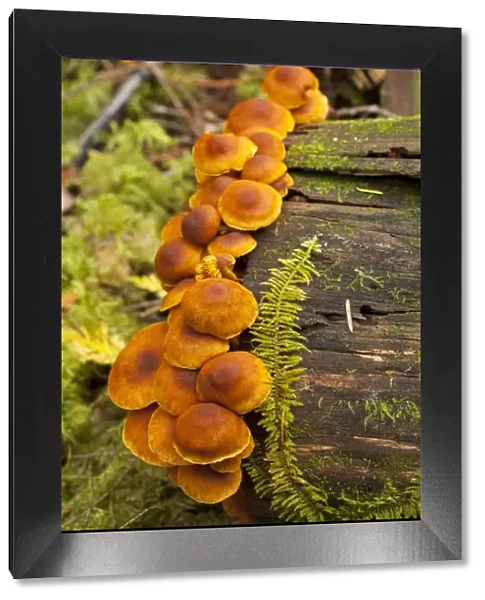 Orange mushrooms growing on a log in a forest, Sechelt, British Columbia, Canada