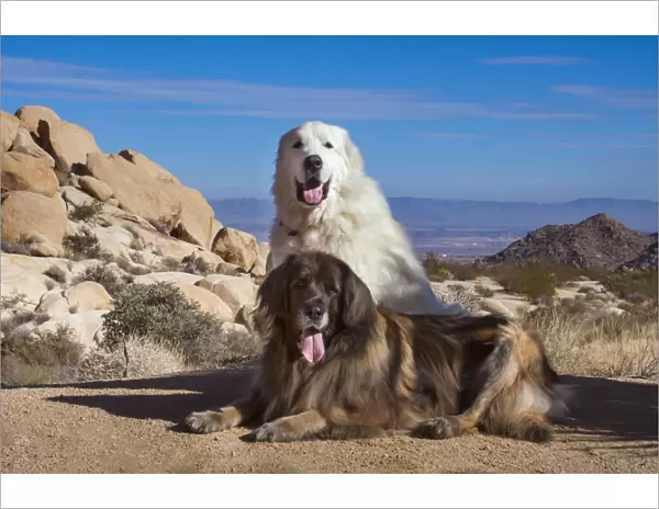 Great Pyrenees and Leonberger on granite boulders