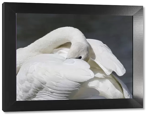 Yellowstone National Park, trumpeter swan preens its feathers while watching alertly