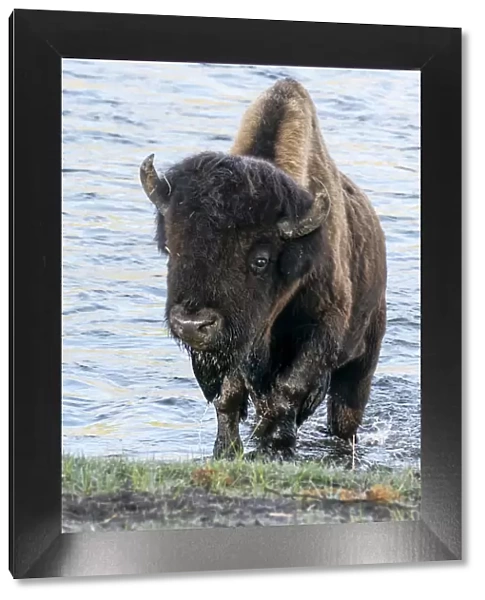 Yellowstone National Park. A bison bull emerging from the Firehole River