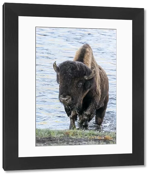 Yellowstone National Park. A bison bull emerging from the Firehole River