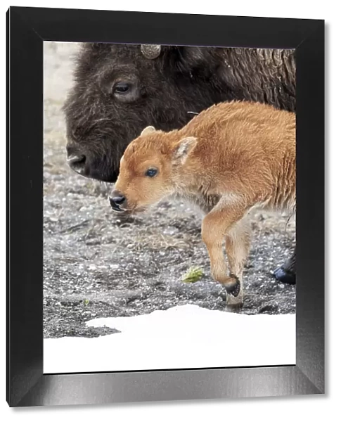 Yellowstone National Park. American bison calf standing next to its mother