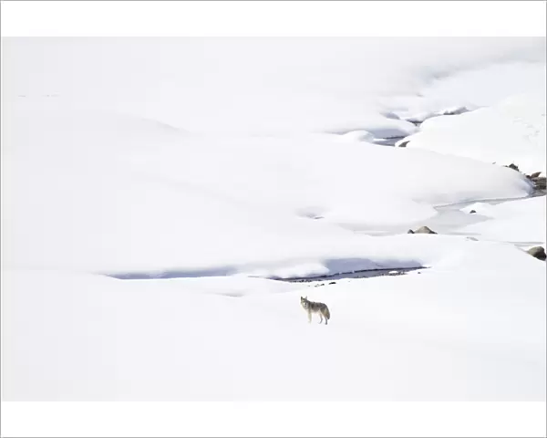 Yellowstone National Park, coyote standing in a snowy landscape