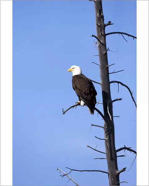 Yellowstone National Park, bald eagle perching on the limb of a dead tree