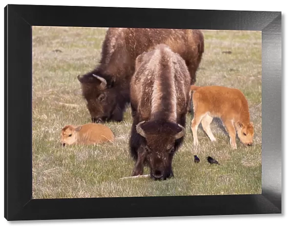 Yellowstone National Park. Two bison cows grazing with their young calves nearby