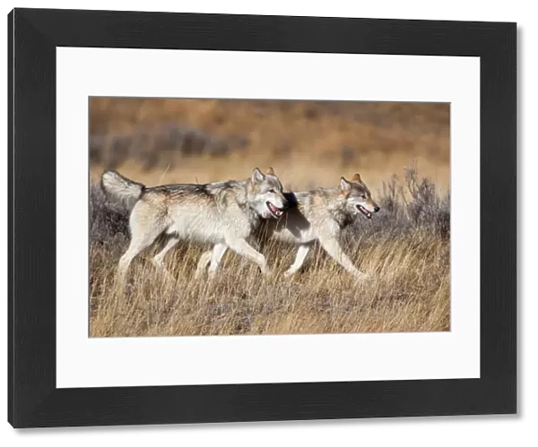 Yellowstone National Park, two gray wolves move through the dry grass