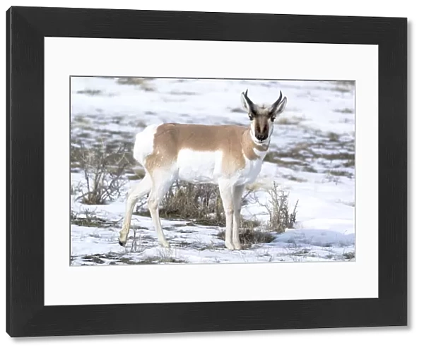 Yellowstone National Park, portrait of a male pronghorn in winter snow