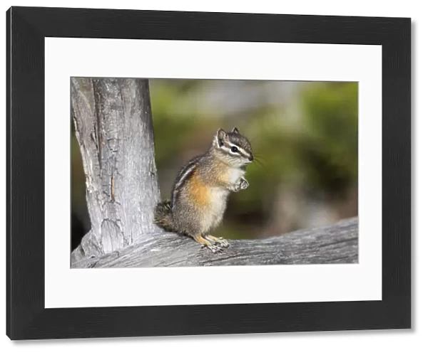 Yellowstone National Park, portrait of a chipmunk