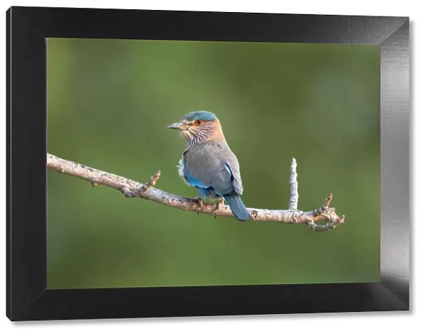 India, Madhya Pradesh, Kanha National Park. Portrait of an Indian roller perched on a