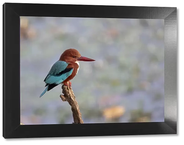 India, Madhya Pradesh, Kanha National Park. Portrait of a white-throated kingfisher