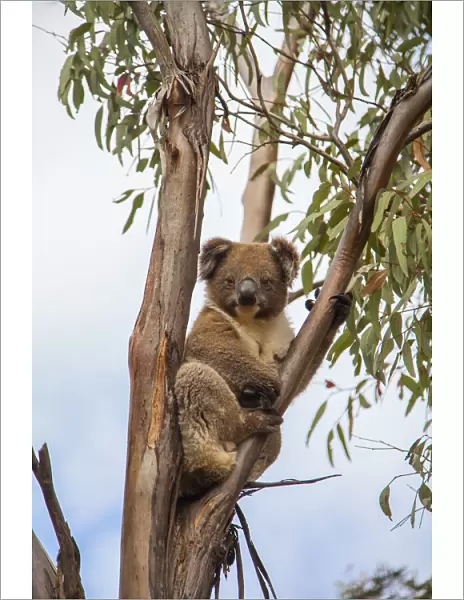 Koala in tree on Kangaroo Island, Australia