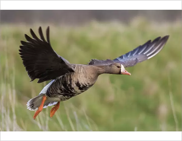 Greater White-fronted goose alighting