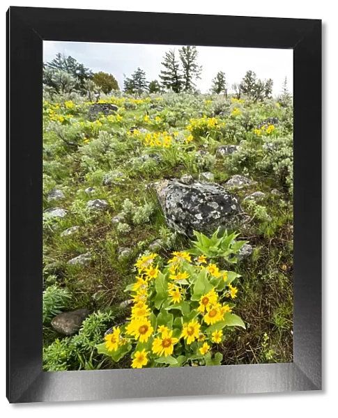 Yellowstone National Park. Arrowleaf balsamroot covers the hillsides in the spring