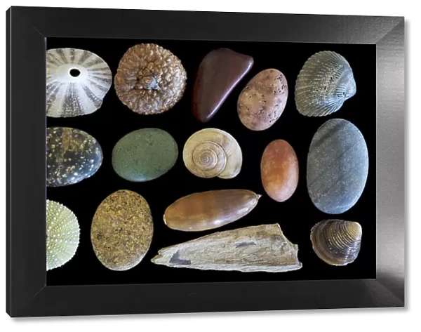 USA, Washington State, Seabeck. Display of shells and rocks