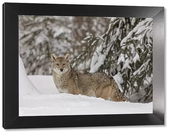 Coyote in deep winter snow, Canis latrans, controlled situation, Montana
