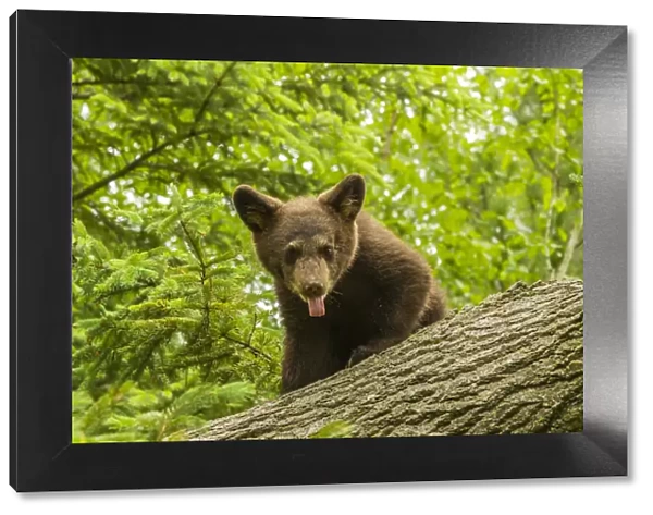 USA, Minnesota, Pine County. Black bear cub on tree. Credit as