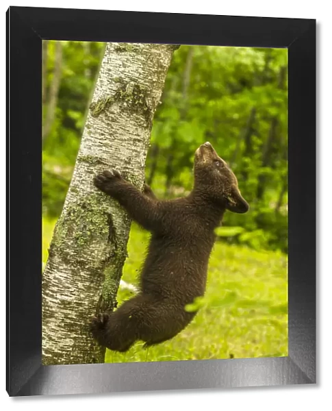 USA, Minnesota, Pine County. Black bear cub climbing tree