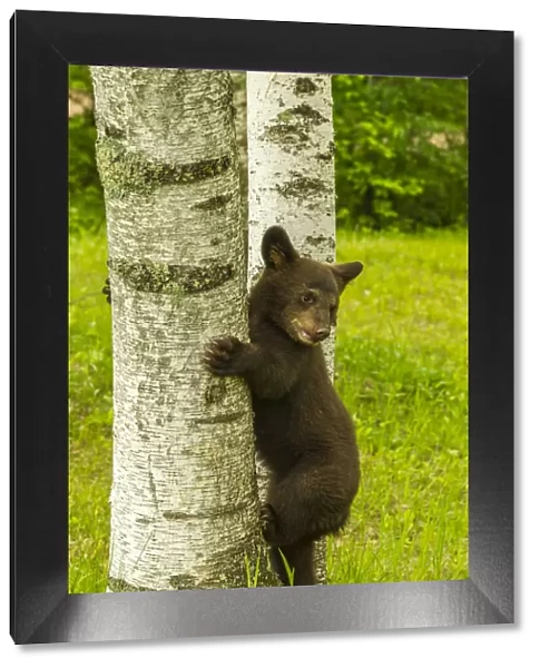 USA, Minnesota, black bear cub climbing tree, captive