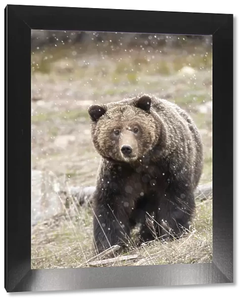 close-up. Grizzly bear sow in spring snowfall. Credit as
