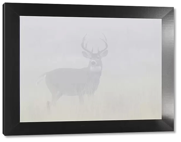 White-tailed deer buck in thick morning fog