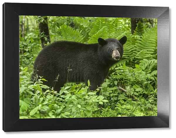 USA, Minnesota. Female black bear in bushes