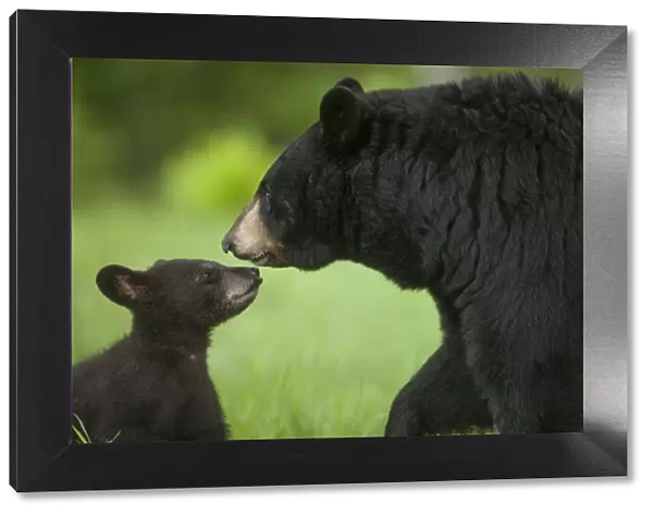 USA, Minnesota. Female black bear mother and cub
