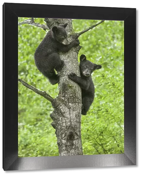 USA, Minnesota. Black bear cubs climbing tree