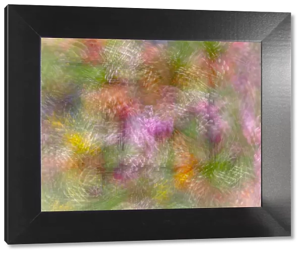 Colorful floral abstract