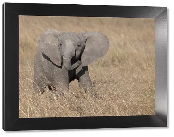 Africa, Kenya, Ol Pejeta Conservancy. Baby African elephant