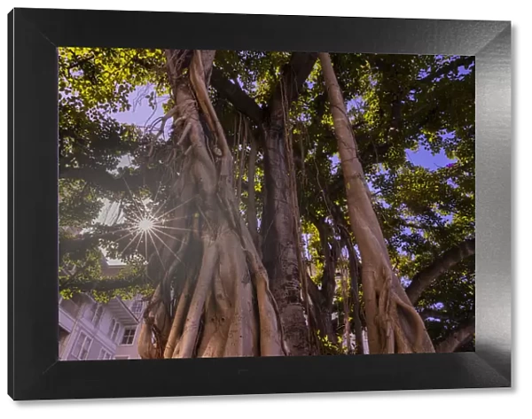 Majestic old Banyan tree with sunstar. Waikiki, Oahu, Hawaii