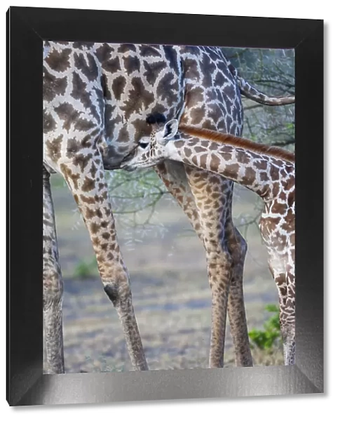 Africa, Tanzania. A young giraffe suckles