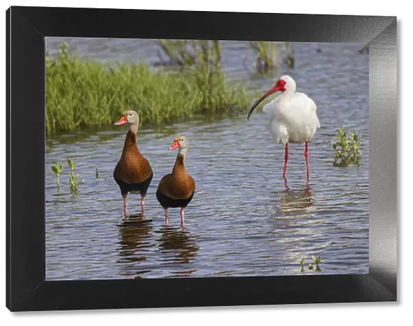Pair of Black-bellied whistling ducks and White ibis, South Padre Island